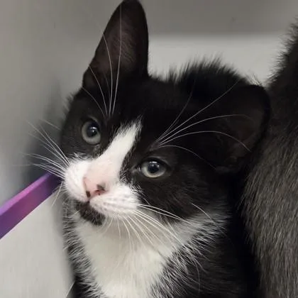 A baby small-sized female Domestic Short Hair cat named Valentine for adoption in Voorhees, NJ