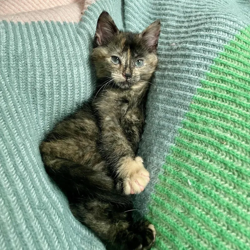 A baby small-sized female Tortoiseshell Domestic Short Hair cat named Big Iron for adoption in Plainfield, IL