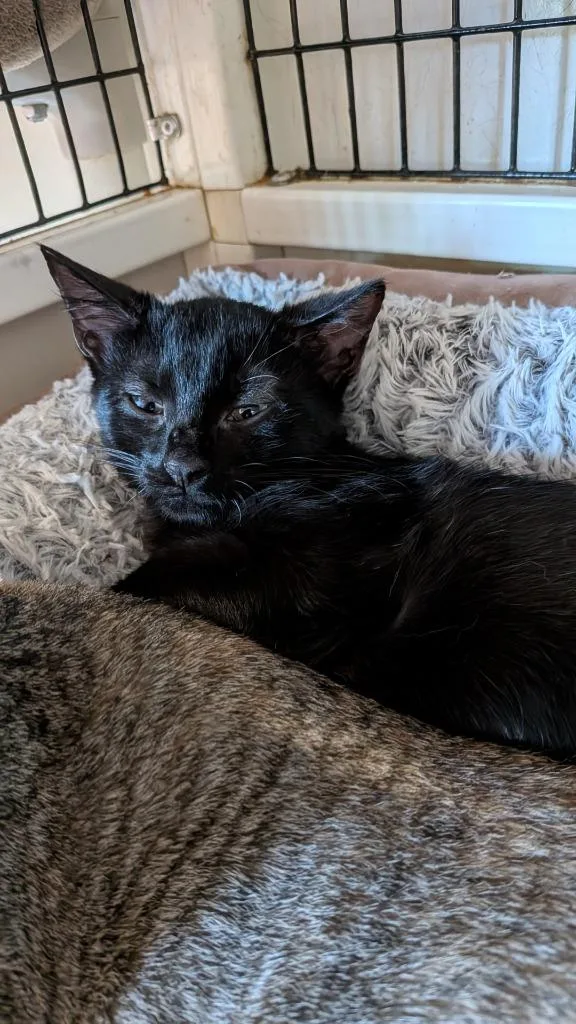 A baby small-sized male Domestic Short Hair cat named Travis for adoption in St. Augustine, FL
