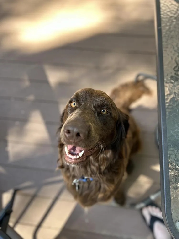 An adult large-sized male Flat-Coated Retriever dog named Goose for adoption in Willingboro, NJ