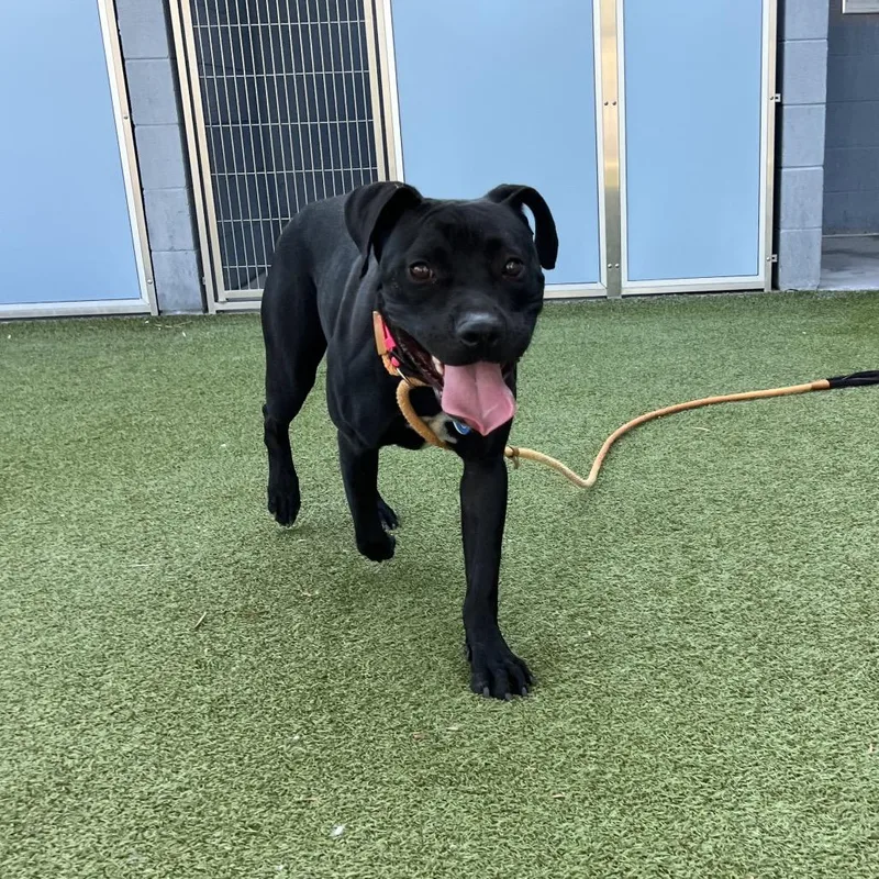 An adult medium-sized female Mixed Breed dog named Cutie Pie for adoption in Apache Junction, AZ