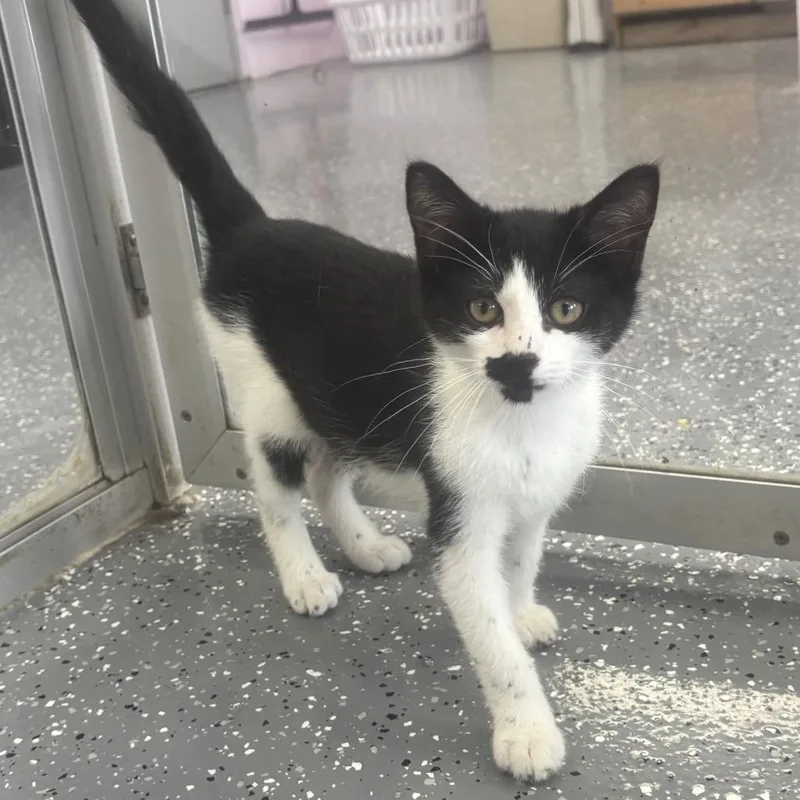 A baby small-sized male Black Domestic Short Hair cat named George for adoption in Marshalltown, IA