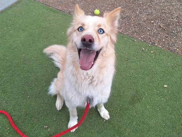 An adult large-sized male Husky dog named Donnie for adoption in Phoenix, AZ
