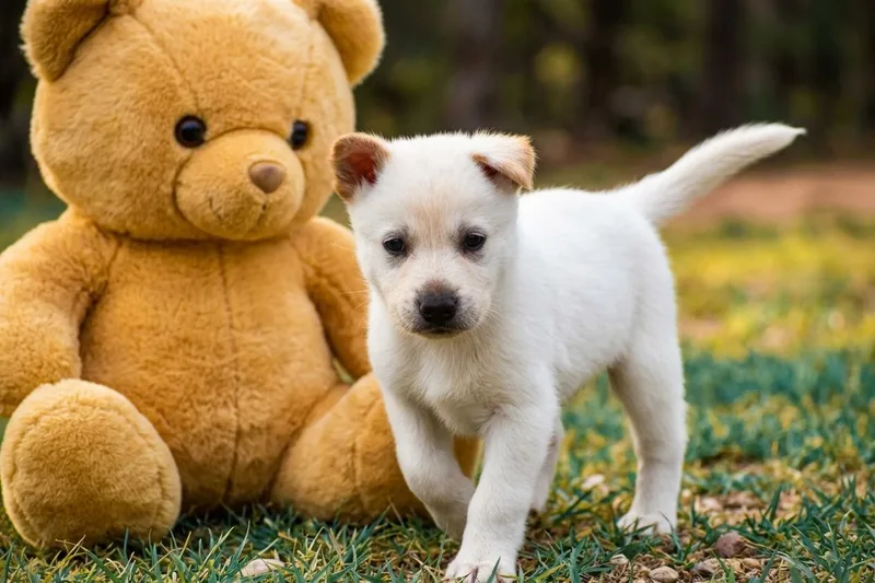 A baby medium-sized male White / Cream Mixed Breed dog named Benji for adoption in Mayer, AZ