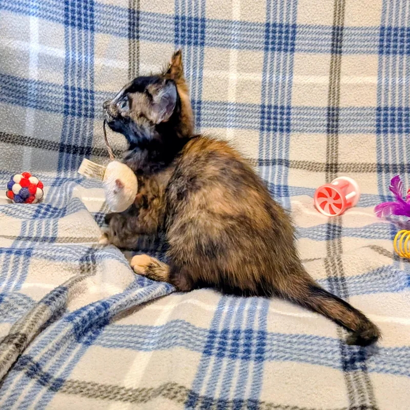 Puddin