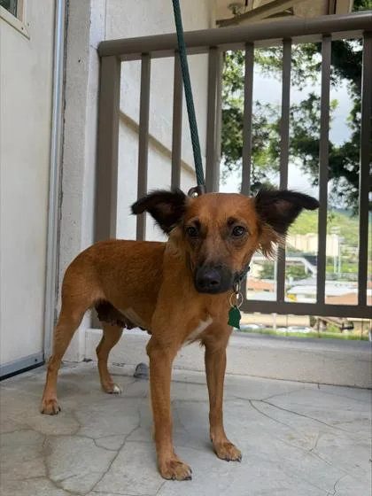 An adult medium-sized female Mixed Breed dog named Dixie for adoption in Honolulu, HI