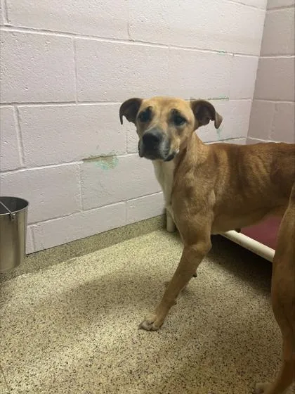 An adult small-sized female Terrier dog named Lady for adoption in Conway, AR