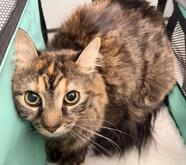 A young medium-sized female Domestic Medium Hair cat named Pretty for adoption in Ridgewood, NY