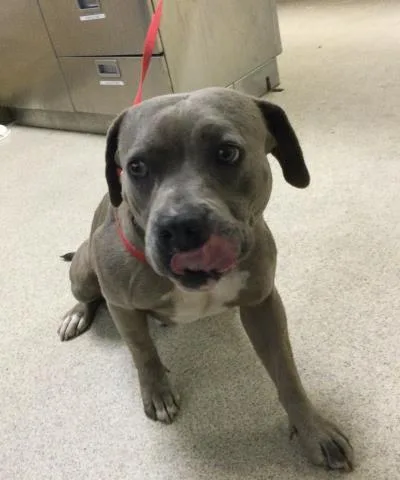 An adult medium-sized male Pit Bull Terrier dog named Tech for adoption in Riverside, CA
