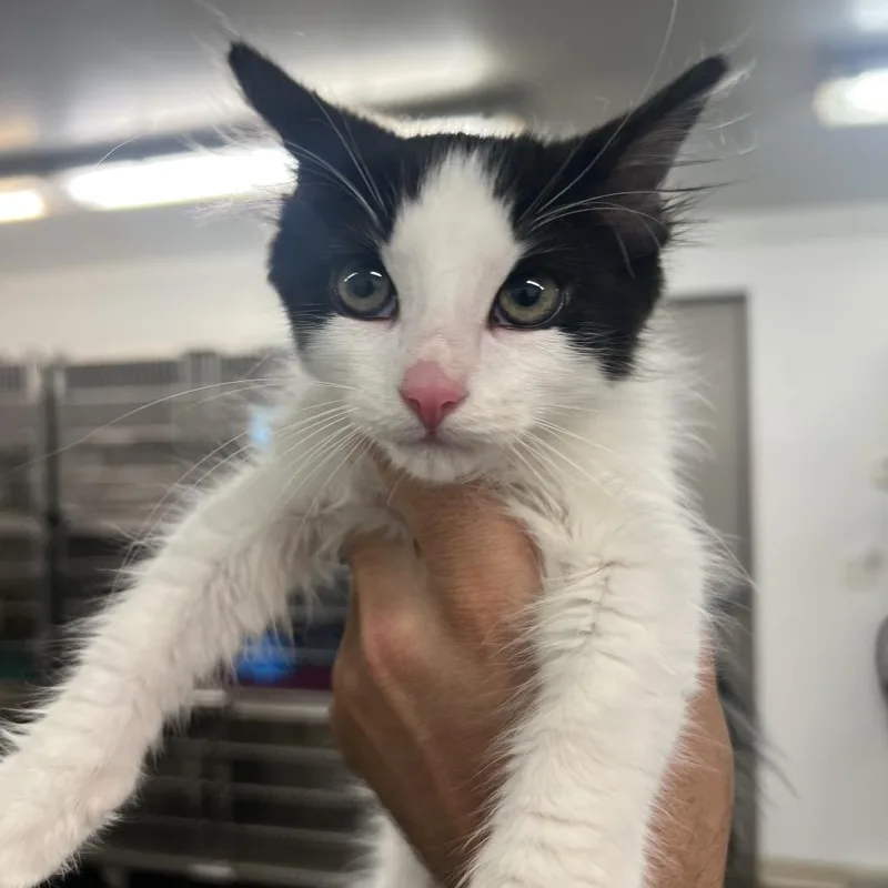 A baby small-sized male Black Domestic Medium Hair cat named Hankie for adoption in Manhattan, KS