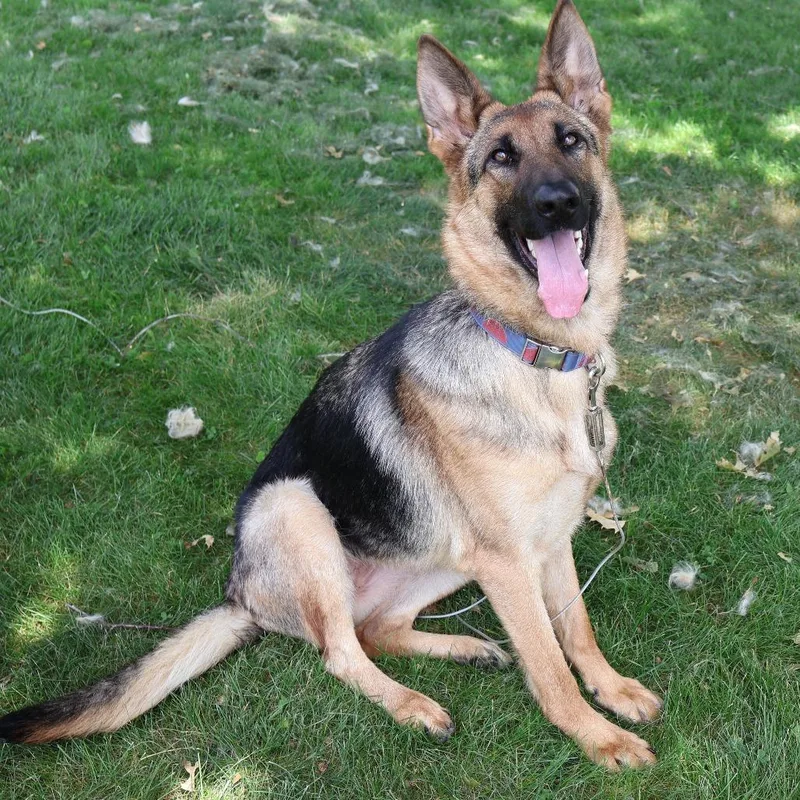 An adult small-sized female Yellow / Tan / Blond / Fawn German Shepherd Dog dog named Rumi D for adoption in Princeton, MN