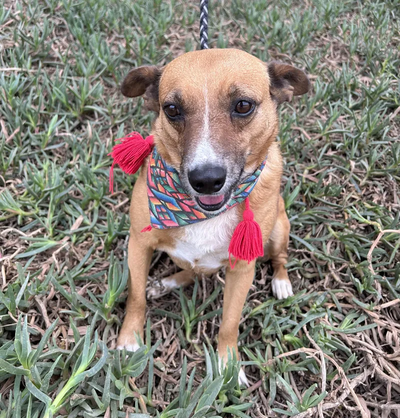 A young small-sized female Yellow / Tan / Blond / Fawn Rat Terrier dog named Layla for adoption in Bell Gardens, CA