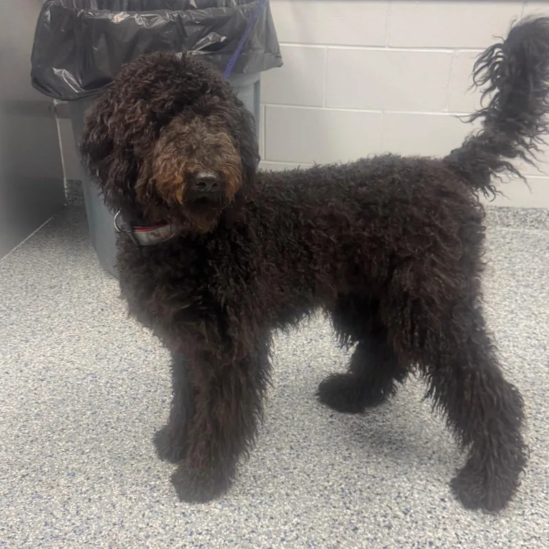 A young large-sized male Black Mixed Breed dog named Sirius for adoption in Greenville, SC
