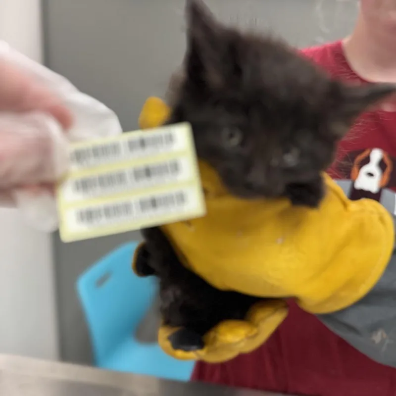 A baby small-sized male Black Domestic Long Hair cat named Vince for adoption in Charleston, WV