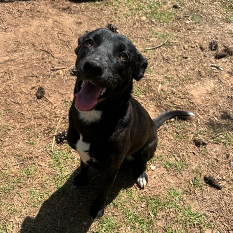 A young medium-sized female Black Labrador Retriever dog named Ophelia for adoption in Birmingham, AL