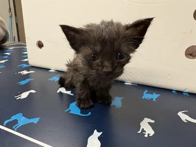A baby small-sized female Domestic Short Hair cat named Crispy for adoption in Ontario, CA