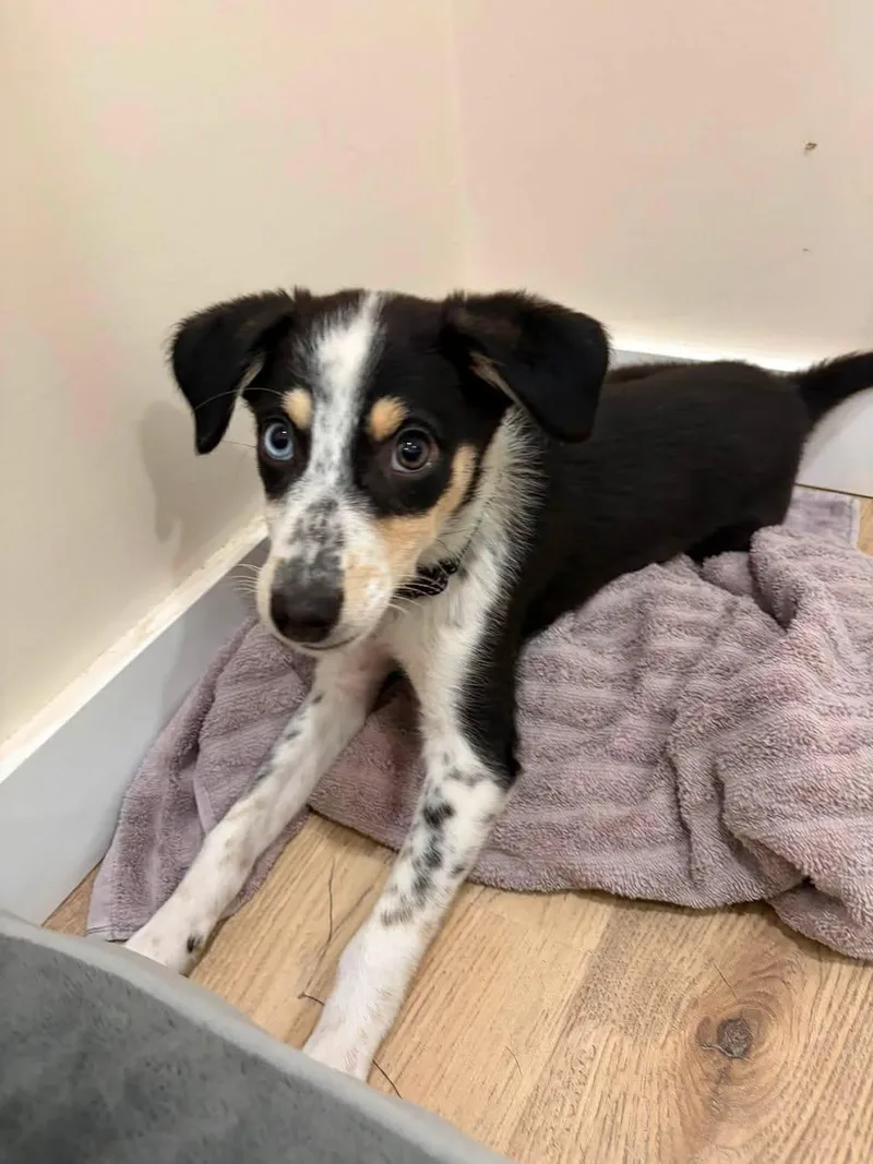 A baby small-sized female Mixed Breed dog named Winnie for adoption in Monticello, NY