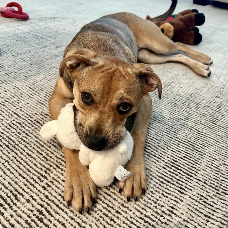 An adult medium-sized female Yellow / Tan / Blond / Fawn Mixed Breed dog named Penny for adoption in Tulsa, OK