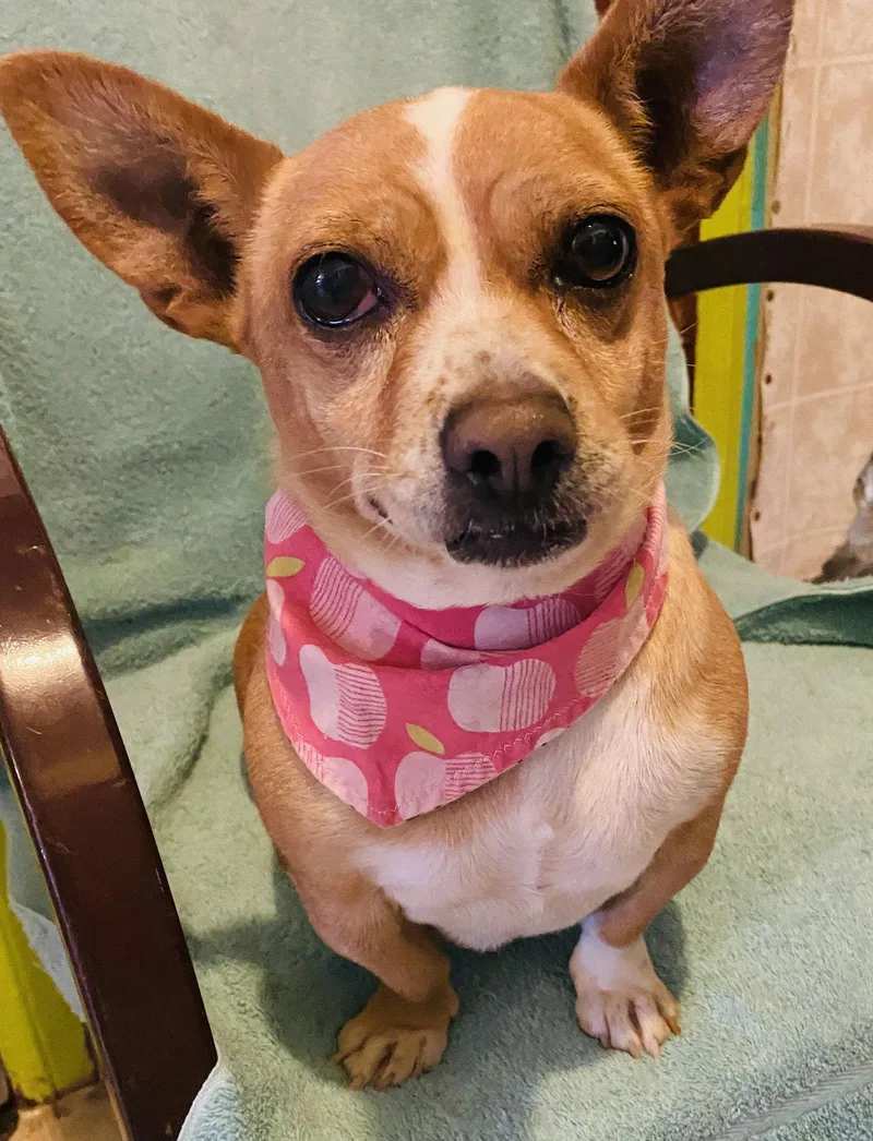 Chiquita thumbnail 2