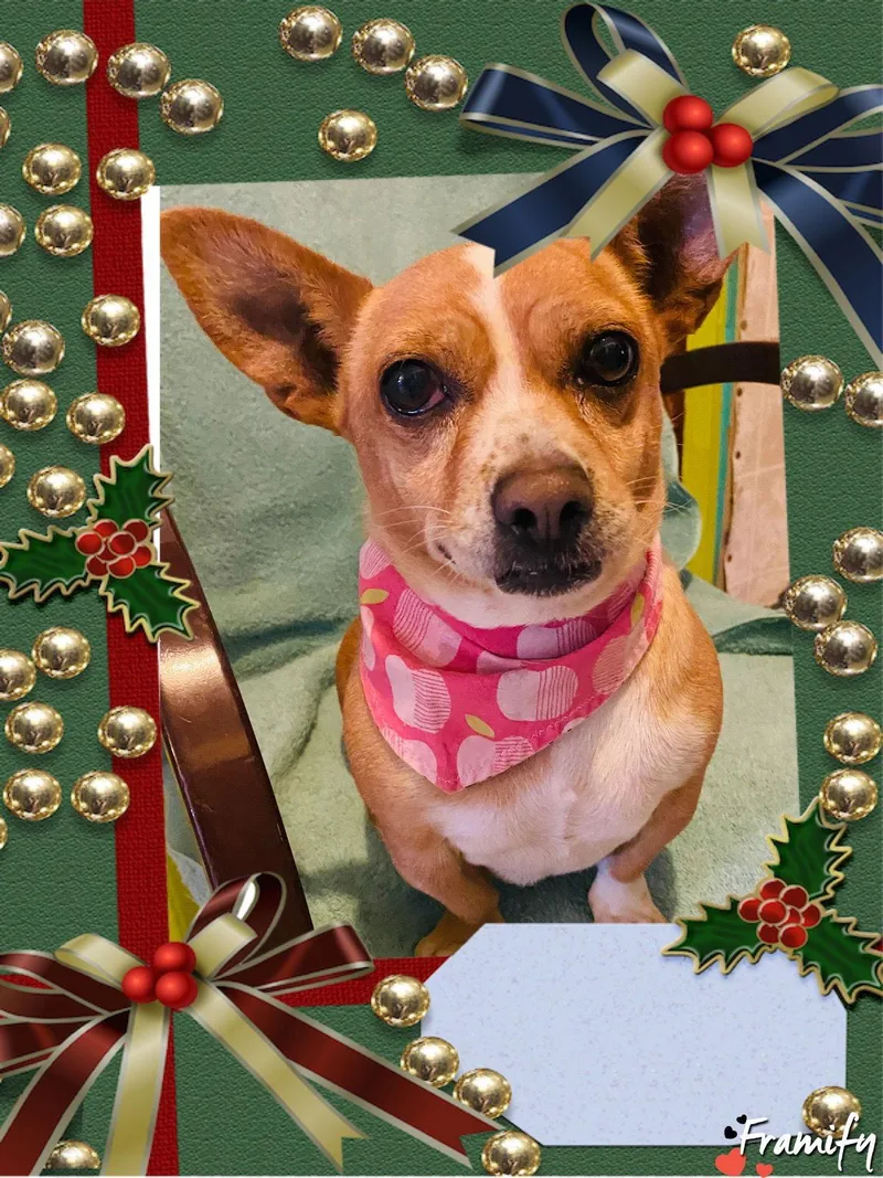 Chiquita thumbnail 3