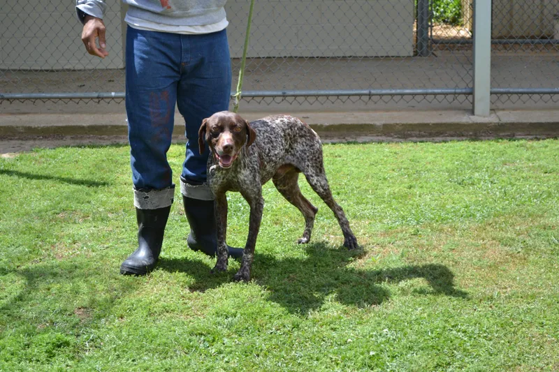 An adult medium-sized male German Shorthaired Pointer dog named Bo Dean for adoption in Jackson, LA