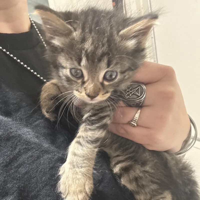 A baby small-sized female Domestic Short Hair cat named Lou for adoption in Milton, FL