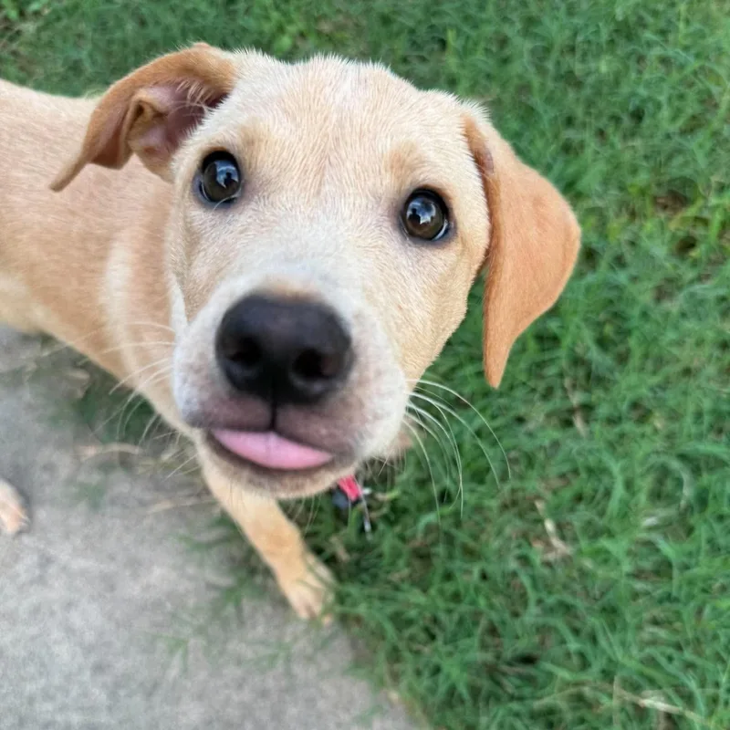 Peaches thumbnail 4