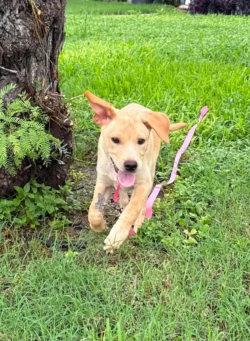 Peaches thumbnail 6