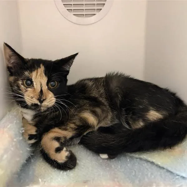 A baby small-sized female Calico Domestic Short Hair cat named Selene for adoption in Phoenix, AZ