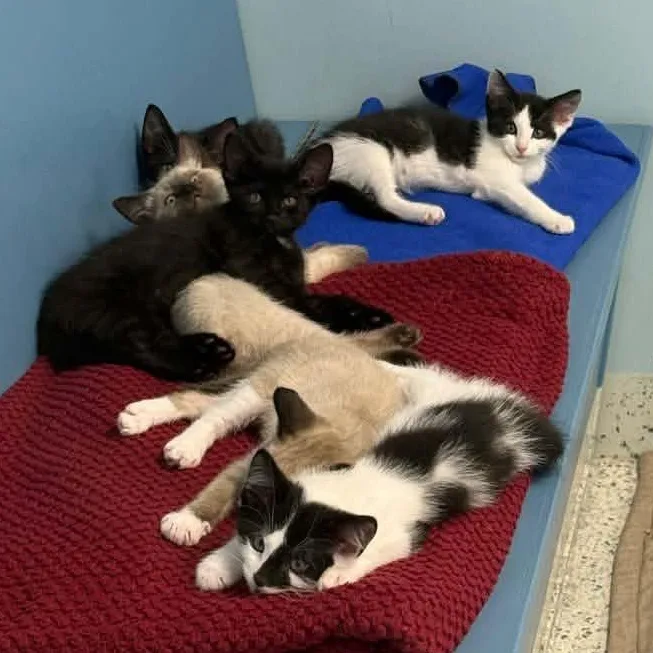 A baby medium-sized male Black & White / Tuxedo Domestic Short Hair cat named Starry for adoption in Richboro, PA