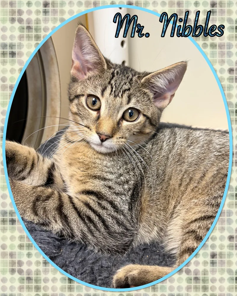 Mr. Nibbles thumbnail 2