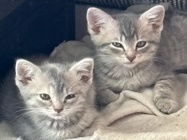 A baby small-sized female Domestic Short Hair cat named A for adoption in San Pedro, CA