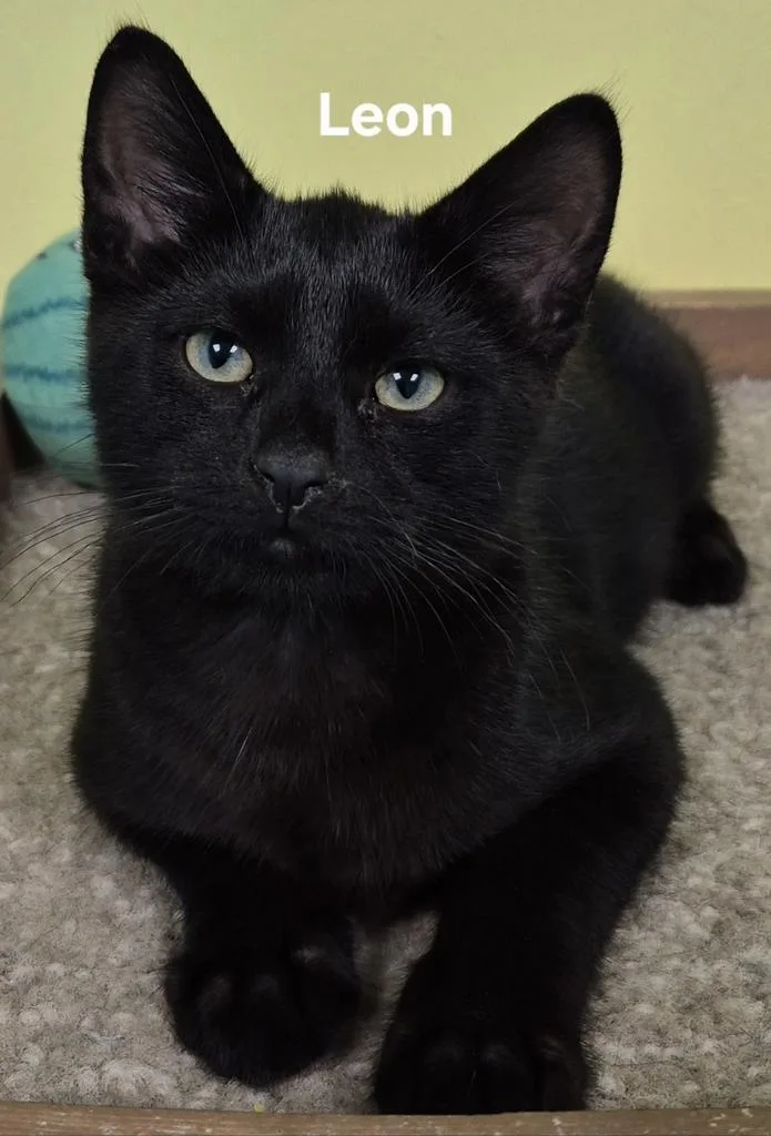 A baby medium-sized male Domestic Short Hair cat named Leon for adoption in Kendallville, IN