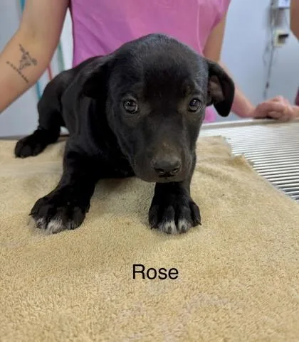 A baby small-sized female Mixed Breed dog named Rose for adoption in West Chester, PA