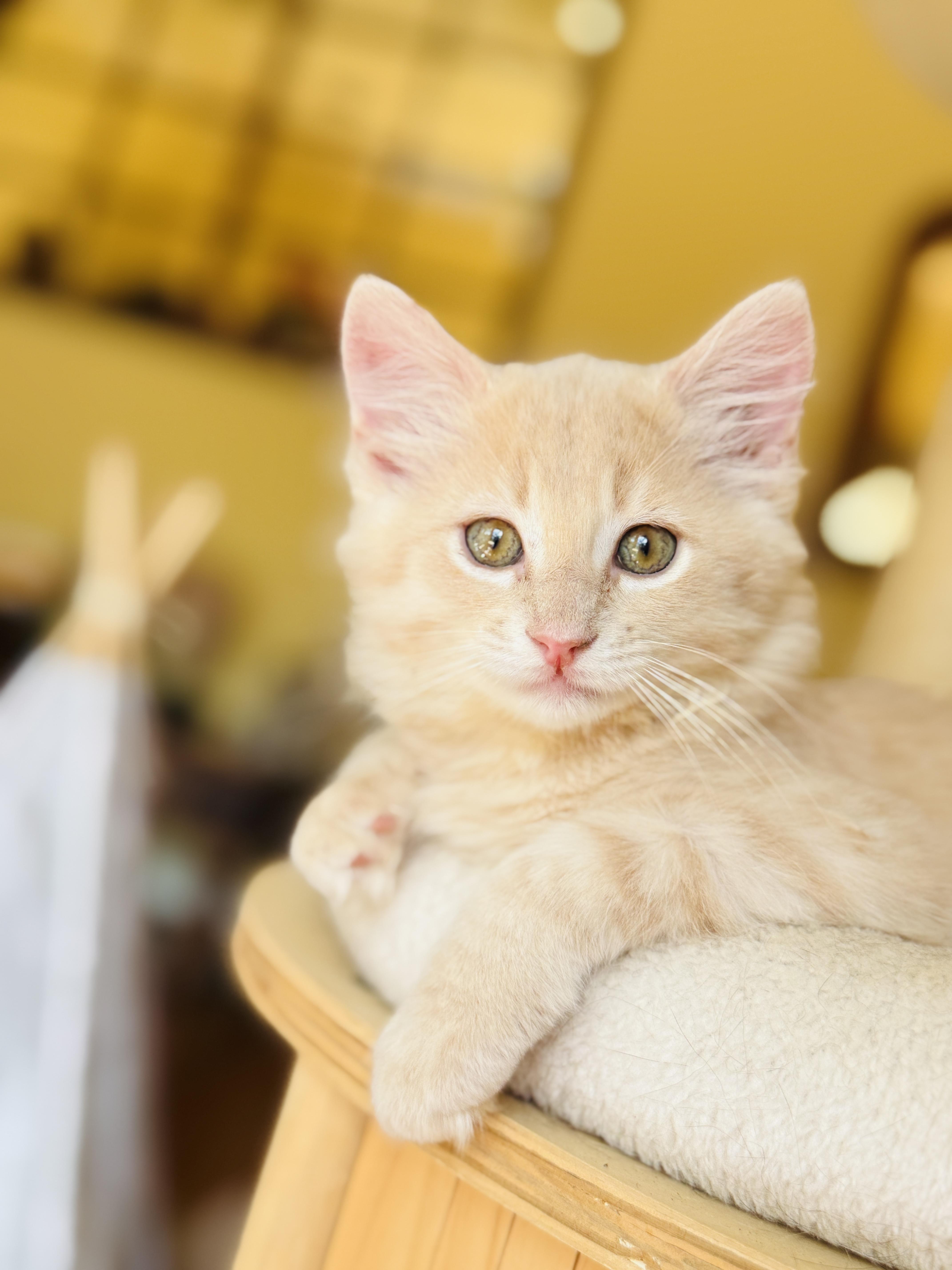 A baby medium-sized male Buff / Tan / Fawn Domestic Medium Hair cat named Manchego for adoption in Keller, TX