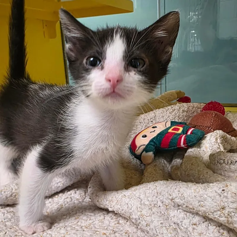 A baby small-sized female Black Domestic Short Hair cat named Granite for adoption in Abilene, TX