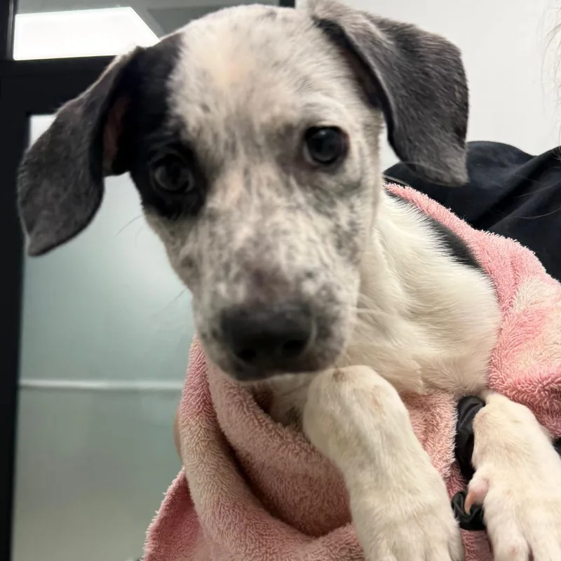 A baby medium-sized female White / Cream Mixed Breed dog named Lonnie for adoption in Abilene, TX