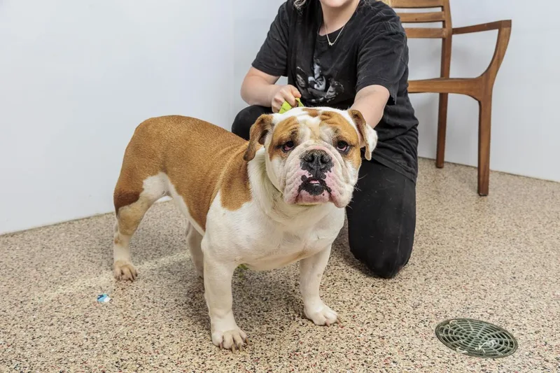 A young medium-sized female English Bulldog dog named Gladys for adoption in Chester Springs, PA