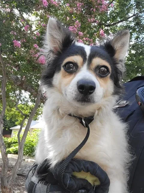 An adult small-sized male Terrier dog named Larry for adoption in San Antonio, TX