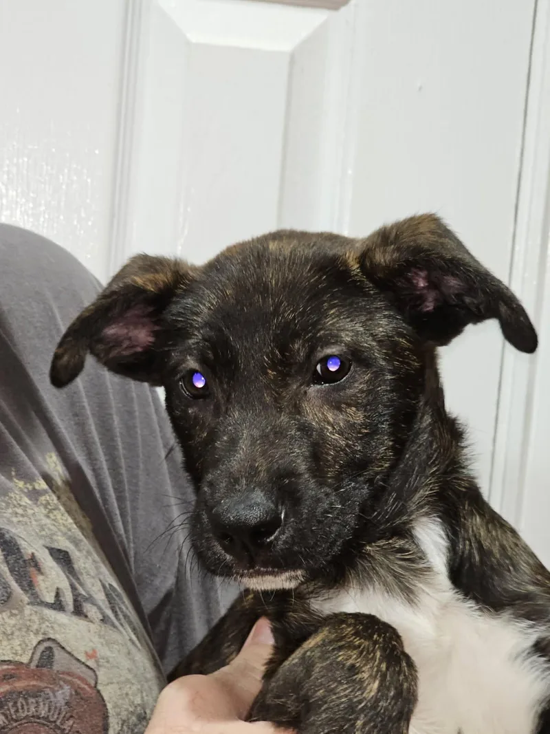 A baby small-sized male Shepherd dog named Stew for adoption in Longview, TX