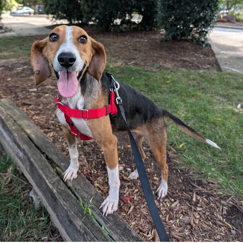 A young medium-sized female Black Hound dog named Kristi for adoption in Wake Forest, NC