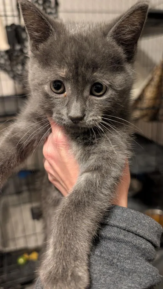 A baby small-sized female Gray / Blue / Silver Domestic Short Hair cat named Gray Mom Baby for adoption in Plymouth, MI