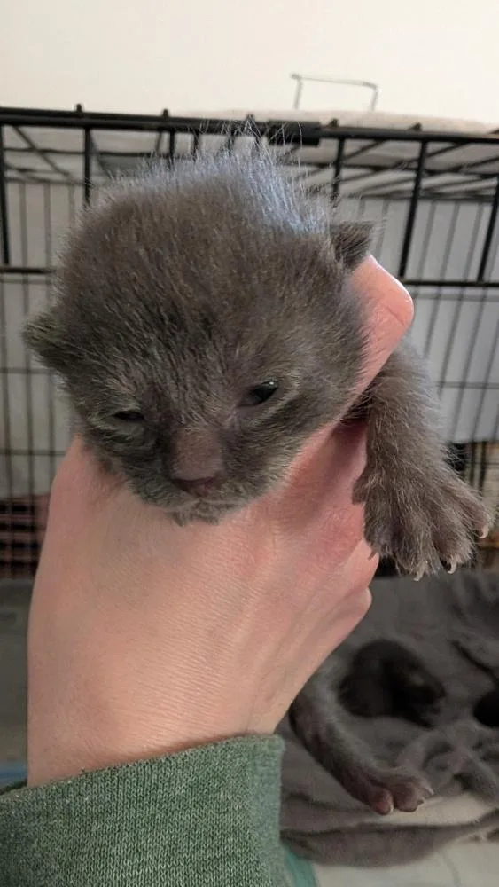 Gray Mom Baby  thumbnail 2