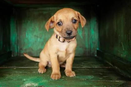 A baby small-sized male Dachshund dog named Razz for adoption in San Antonio, TX