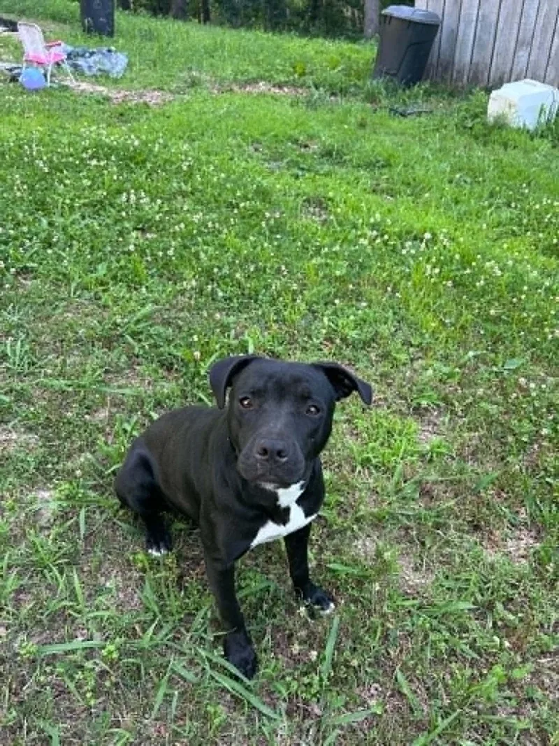 An adult medium-sized female Pit Bull Terrier dog named Miss Dolly for adoption in Somerset, KY