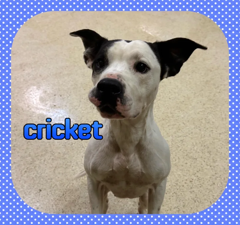 A young medium-sized male Labrador Retriever dog named Cricket for adoption in Muncie, IN