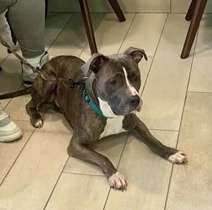 A young large-sized male Brindle Pit Bull Terrier dog named Colby for adoption in Annapolis, MD