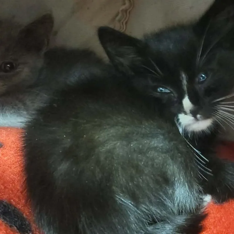 A baby small-sized male Black Domestic Short Hair cat named Frisco for adoption in Martinsville, VA