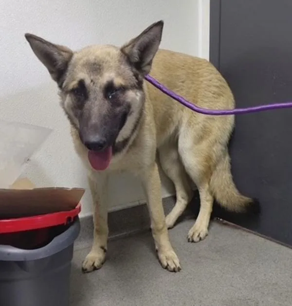 A young large-sized female Shepherd dog named Macy for adoption in Tulare, CA