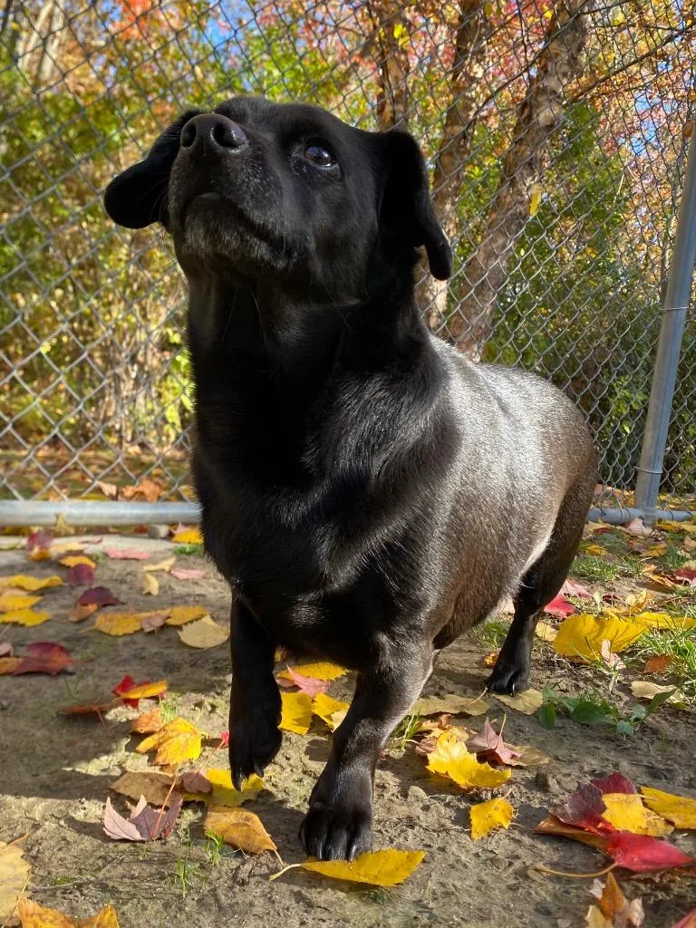 An adult small-sized male Dachshund dog named Kingston for adoption in Fall River, MA